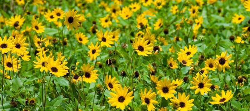 Floral_0154 - Floral - Plants