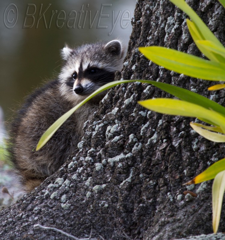 AnimalsCreatures 122 - Animals, Creatures