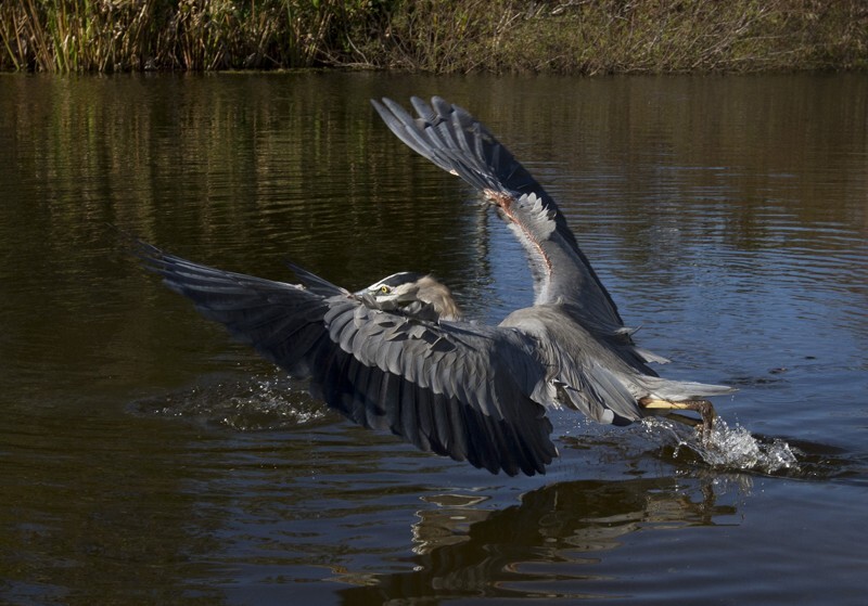 Great Blue Heron _0036 - Great Blue Heron