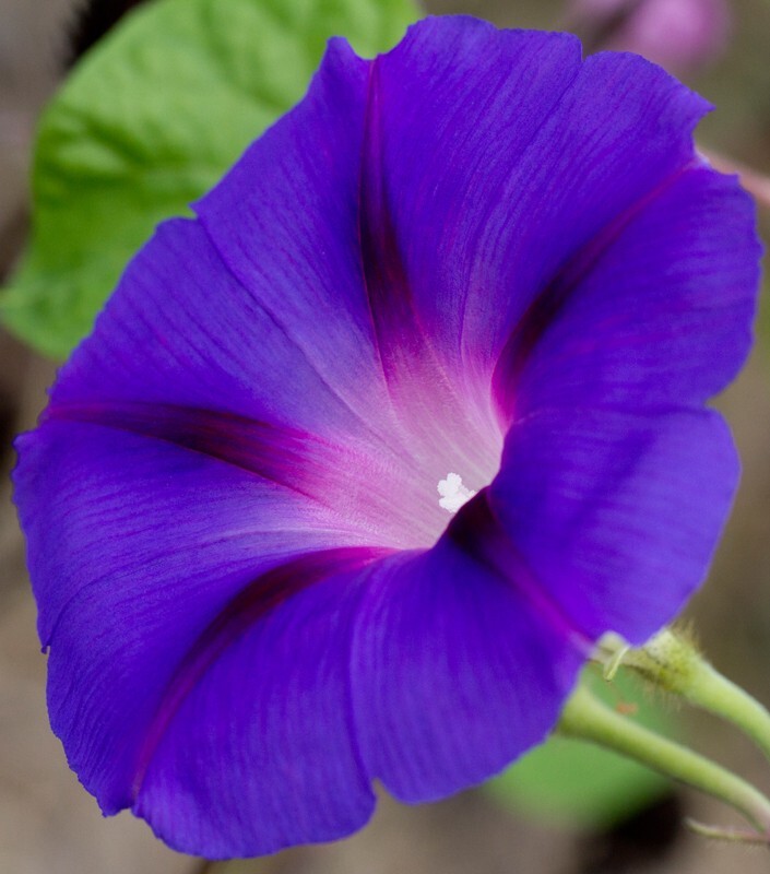 Floral_0087 - Floral - Plants