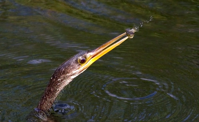 Anhinga Everglades Florida Wild Birds by Brian Kitzman