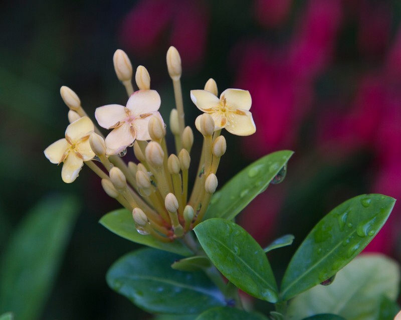 Floral_0033 - Floral - Plants