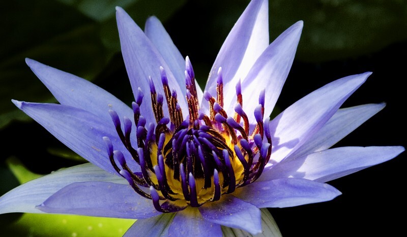 Floral_0131 - Floral - Plants