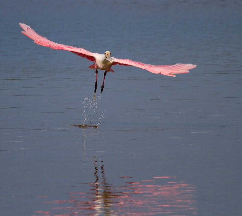 Roseate Spoonbil _0020 - Roseate Spoonbill