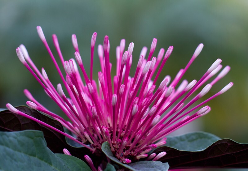 Floral_0106 - Floral - Plants