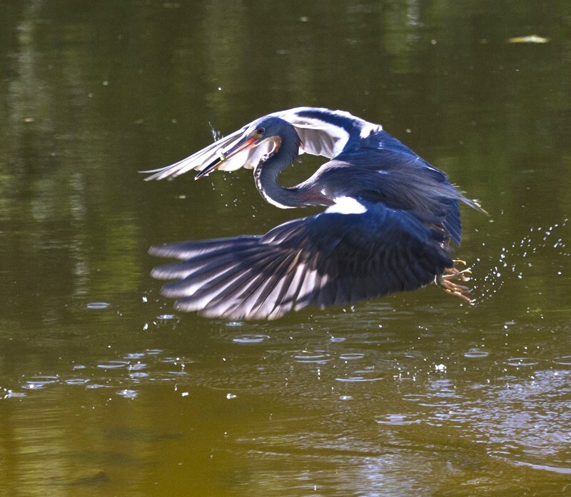 Tricolored Heron _0001 - Tri-Colored Heron