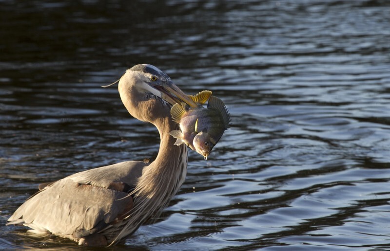 Great Blue Heron _0024 - Great Blue Heron