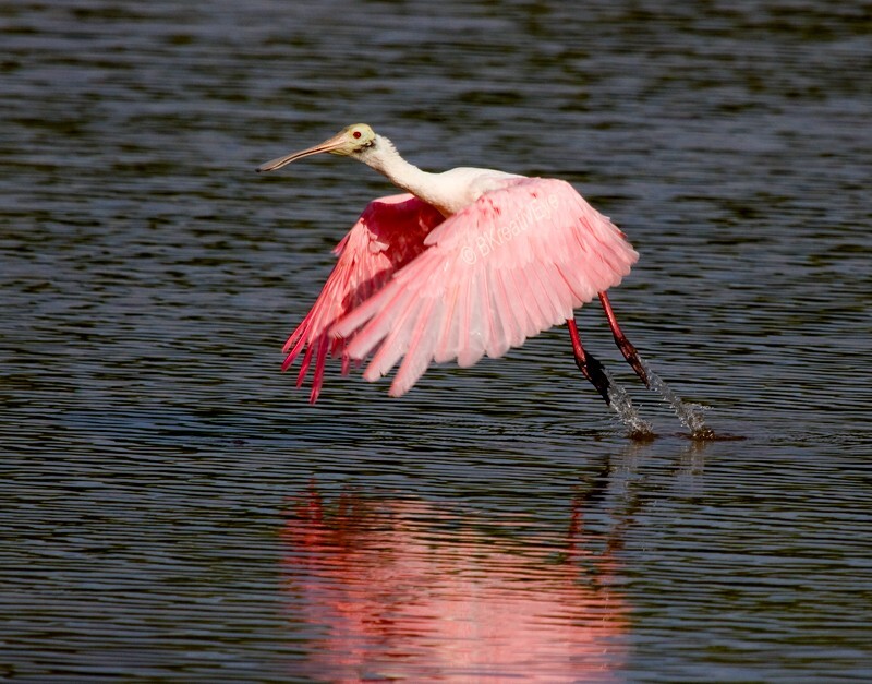 Birds 004 - Birds