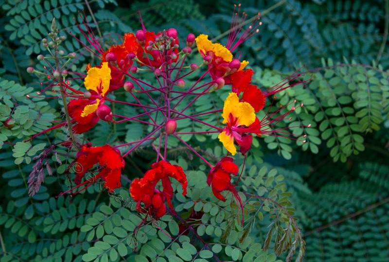 Floral 074 - Floral - Plants
