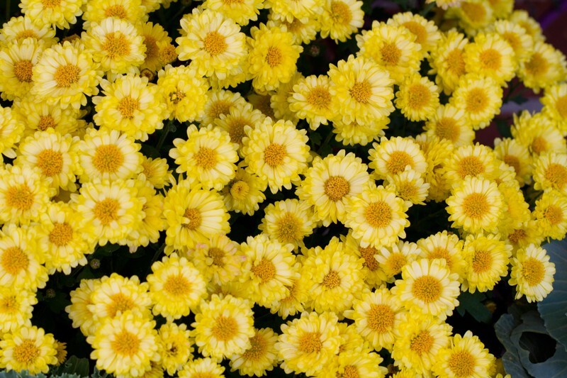 Floral_0071 - Floral - Plants