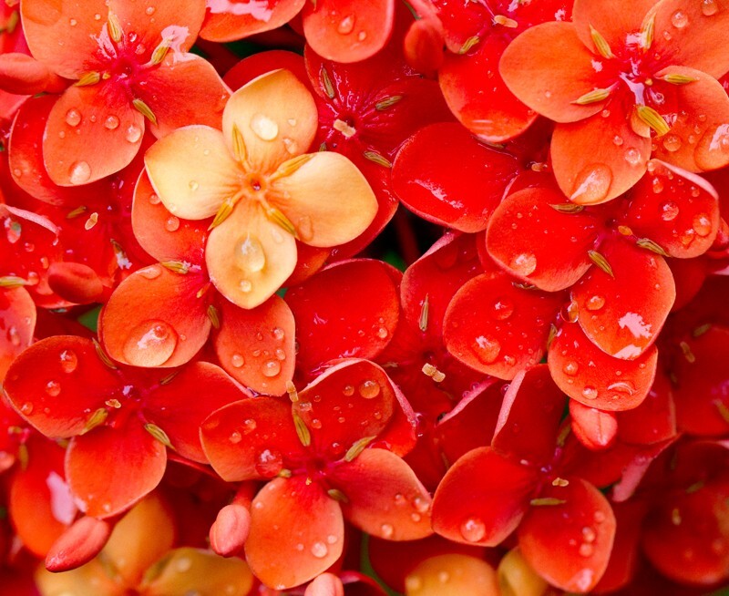 Floral_0100 - Floral - Plants