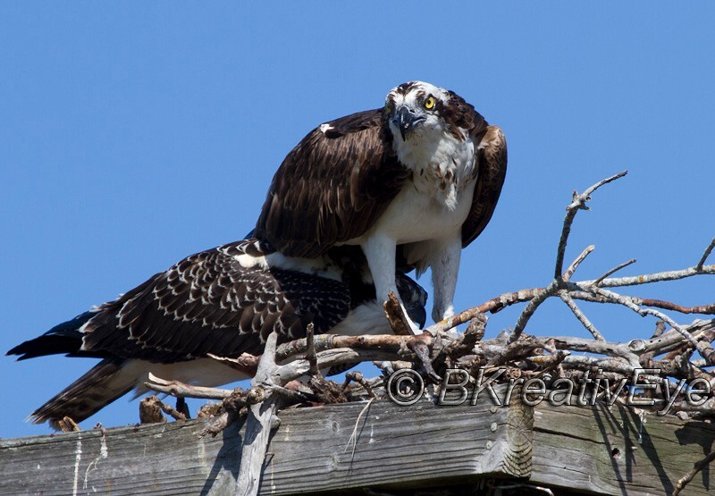 OSP Birds 323 - Osprey