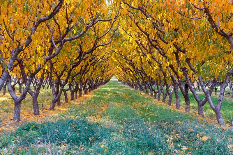 Trees  _0030 - Trees