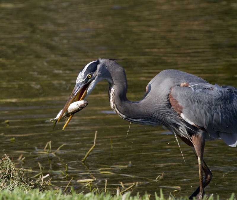 Great Blue Heron _0007 - Great Blue Heron