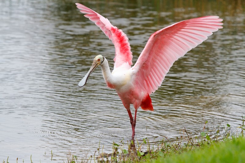Roseate Spoonbil _0012 - Roseate Spoonbill
