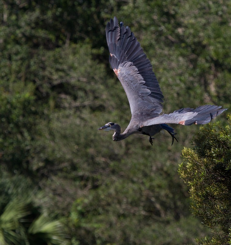 Great Blue Heron _0078 - Great Blue Heron