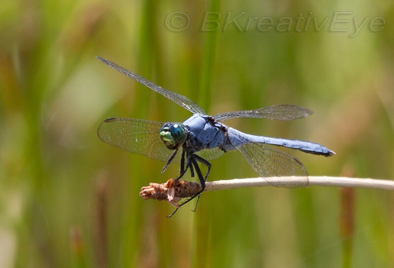 DF AnimalsCreatures 168 - Dragonflies