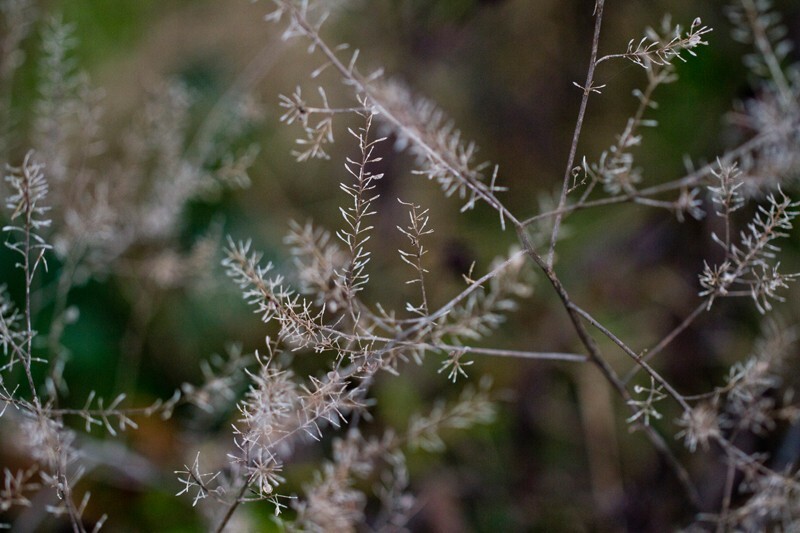 Floral_0067 - Floral - Plants