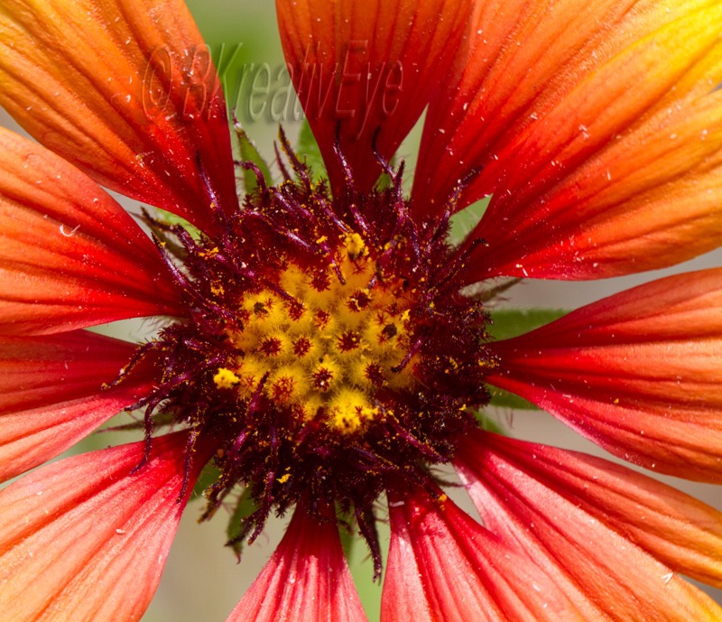 Floral 091 - Floral - Plants