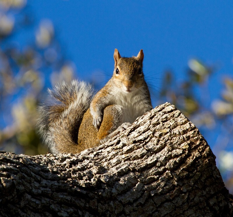 AnimalsCreatures _0037 - Animals, Creatures