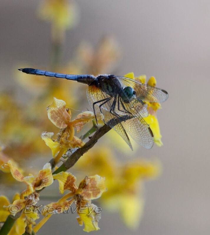 DF AnimalsCreatures 199 - Dragonflies