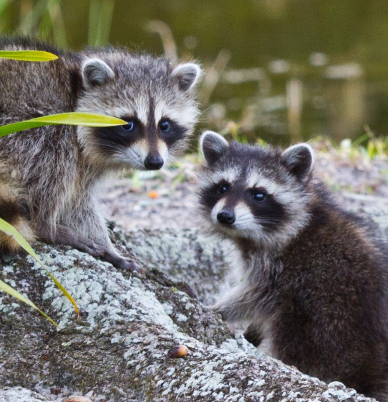 AnimalsCreatures _0091 - Animals, Creatures