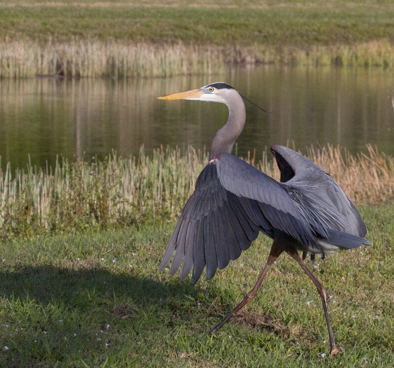 Great Blue Heron _0066 - Great Blue Heron