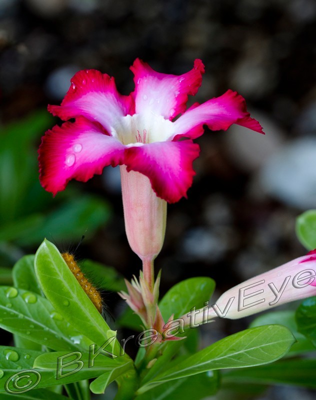 Floral 143 - Floral - Plants