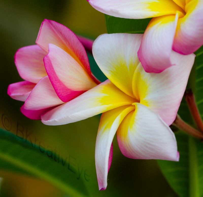 Floral 088 - Floral - Plants