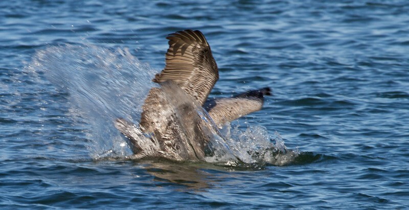 Pelicans _0031 - Pelicans
