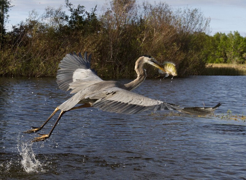 Great Blue Heron _0054 - Great Blue Heron