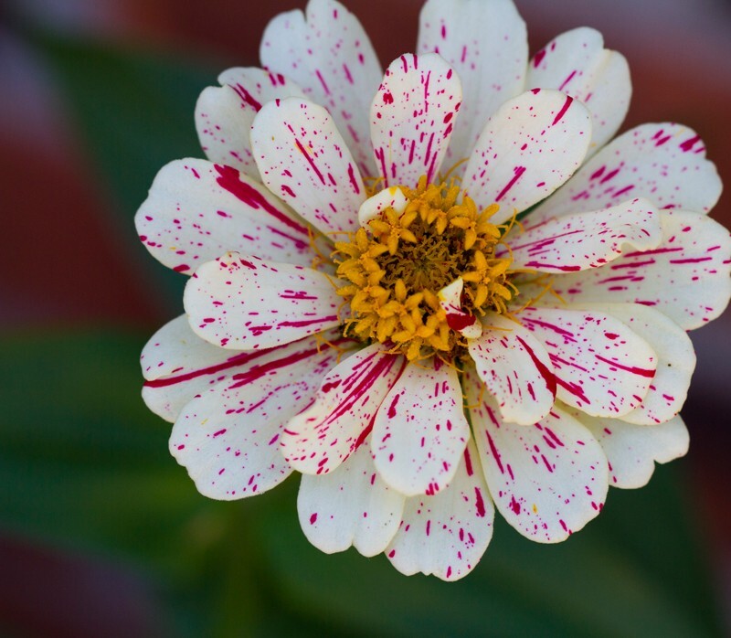 Floral_0040 - Floral - Plants