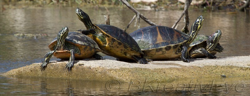 AnimalsCreatures 201 - Animals, Creatures