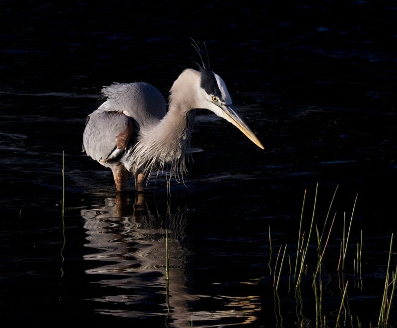 Great Blue Heron _0031 - Great Blue Heron