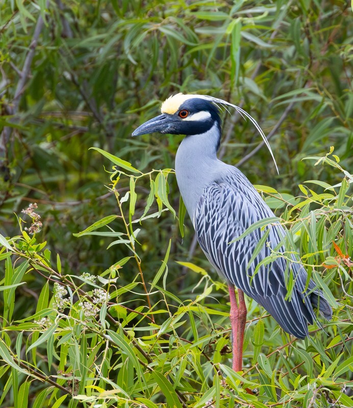 Yellow Crowned Night Heron _0002 - Yellow Crowned Night Heron