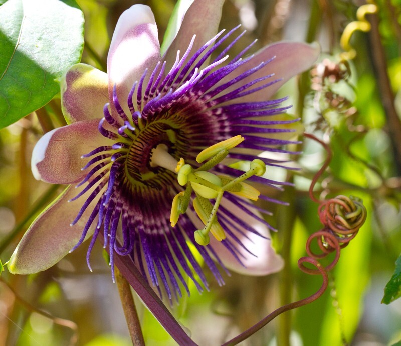 Floral_0060 - Floral - Plants