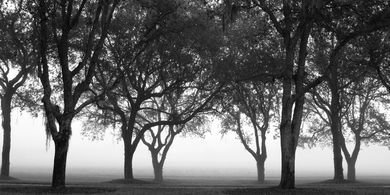 Trees  _0047 - Trees