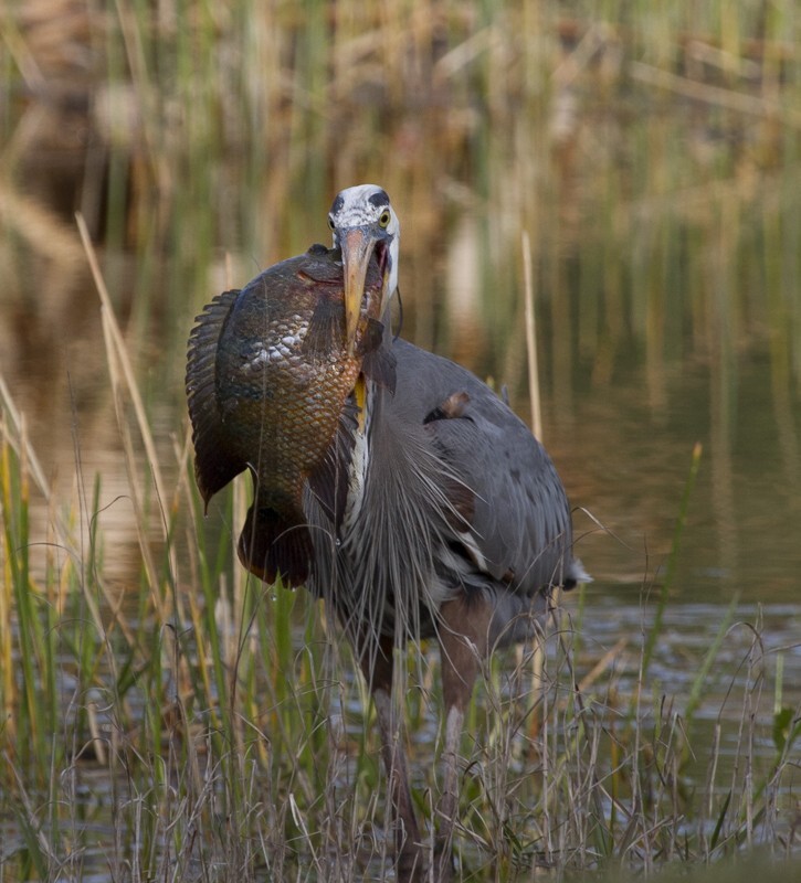 Great Blue Heron _0038 - Great Blue Heron