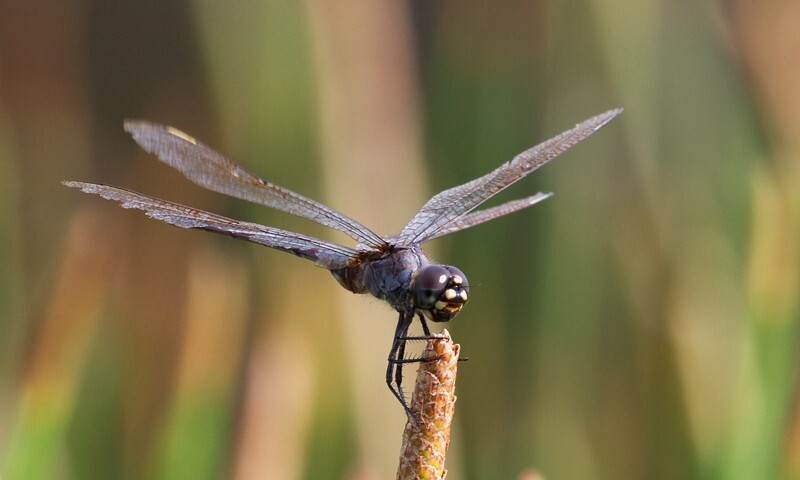 Dragonflies _0029 - Dragonflies