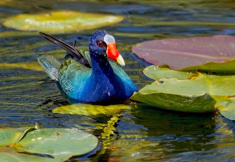 Purple Gallinule Everglades Florida Wild Birds by Brian Kitzman