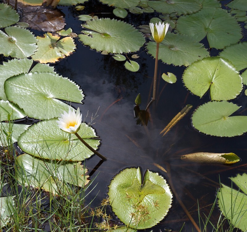 Floral_0041 - Floral - Plants
