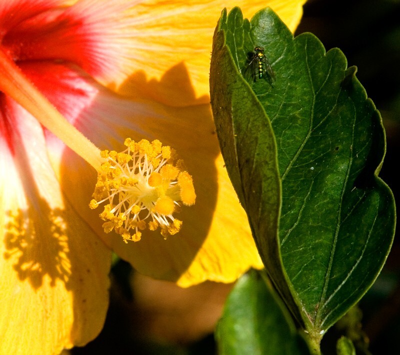 Floral_0140 - Floral - Plants