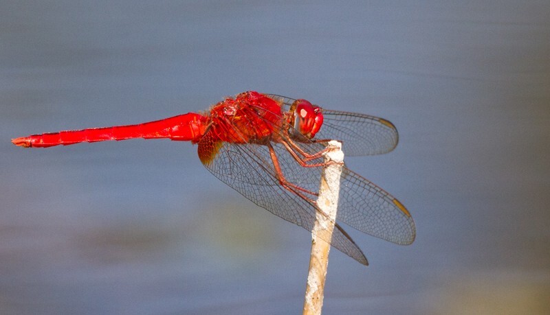 Dragonflies _0043 - Dragonflies