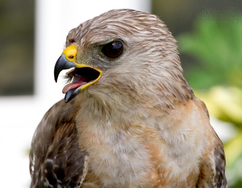 Birds 346 - Birds