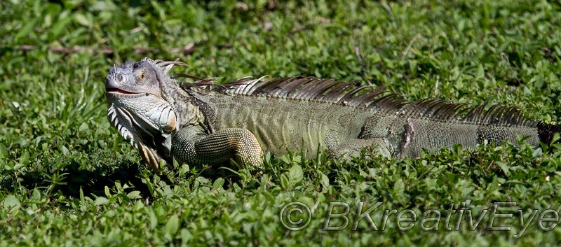 AnimalsCreatures 196 - Animals, Creatures