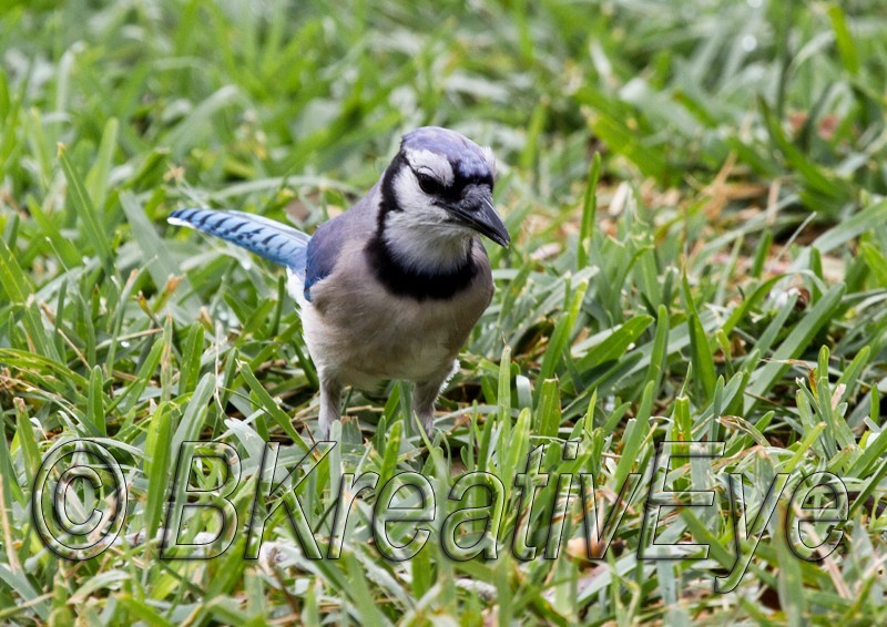 Birds 207 - Birds