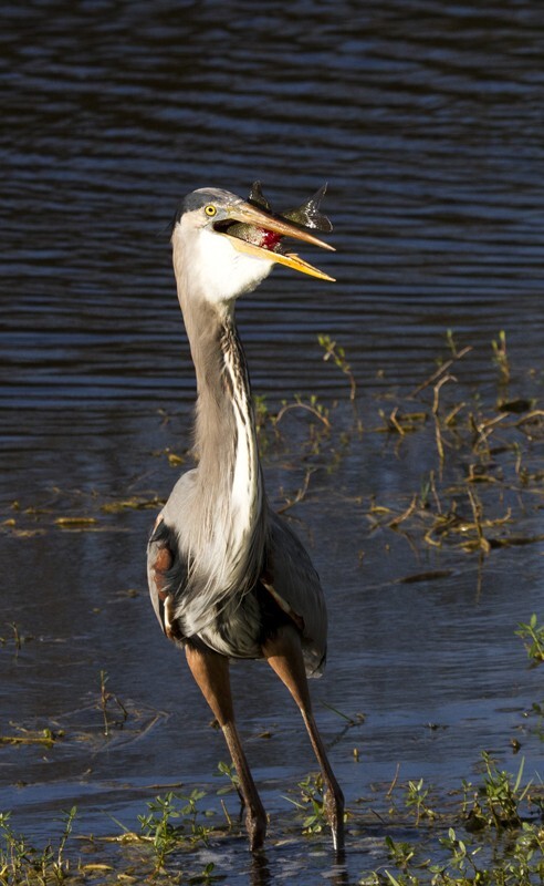 Great Blue Heron _0050 - Great Blue Heron