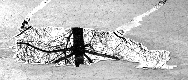 Trees  _0053 - Trees