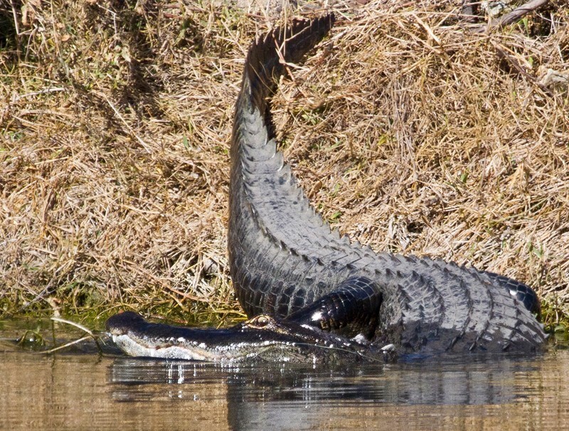 Aligators _0033 - Alligators