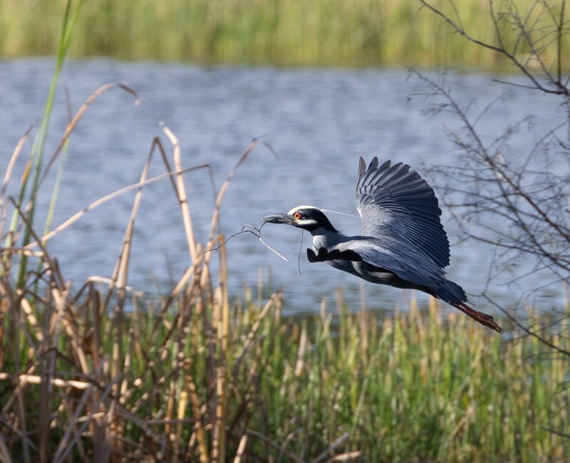 Yellow Crowned Night Heron _0017 - Yellow Crowned Night Heron